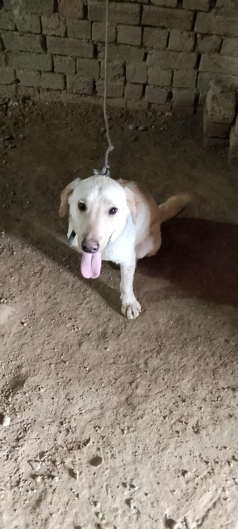 Labrador retriever Male Puppy — photo 5