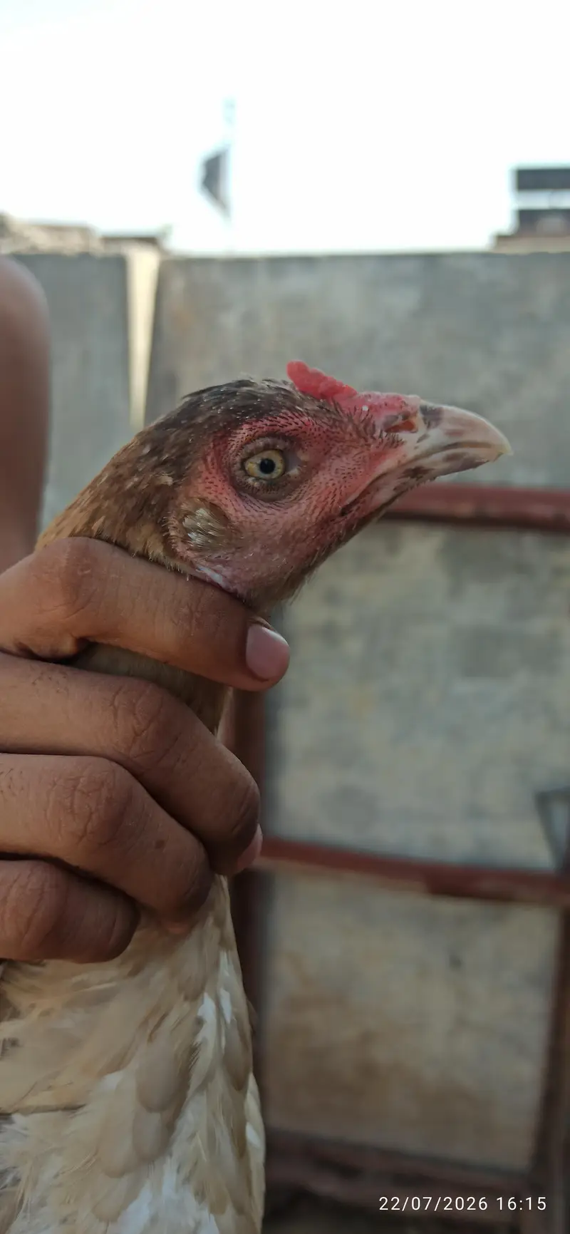 henss — photo 11
