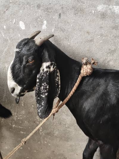 betal bakri ded month pregnat achi nasal ki location pso pamp kallar