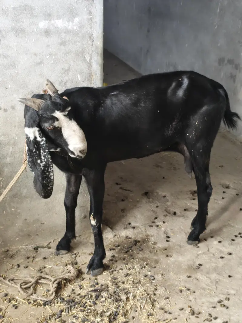 betal bakri ded month pregnat achi nasal ki location pso pamp kallar — photo 2