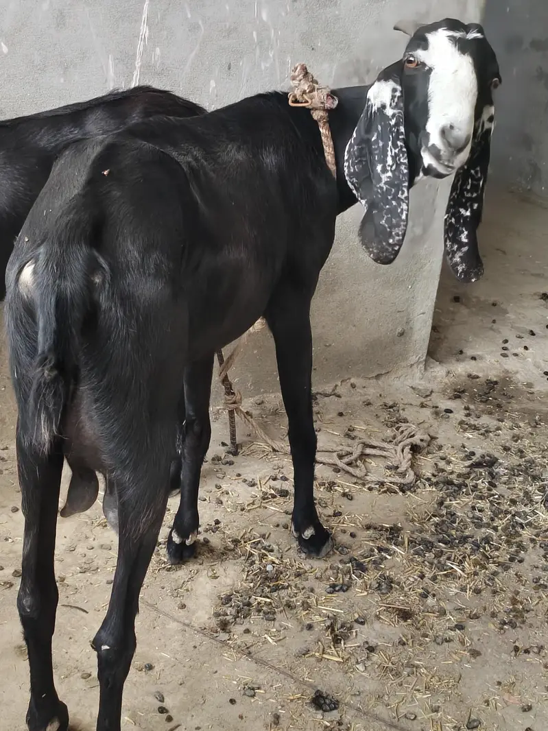 betal bakri ded month pregnat achi nasal ki location pso pamp kallar — photo 3