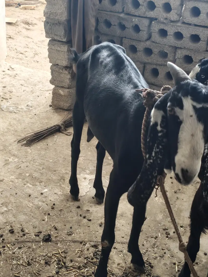 betal bakri ded month pregnat achi nasal ki location pso pamp kallar — photo 4