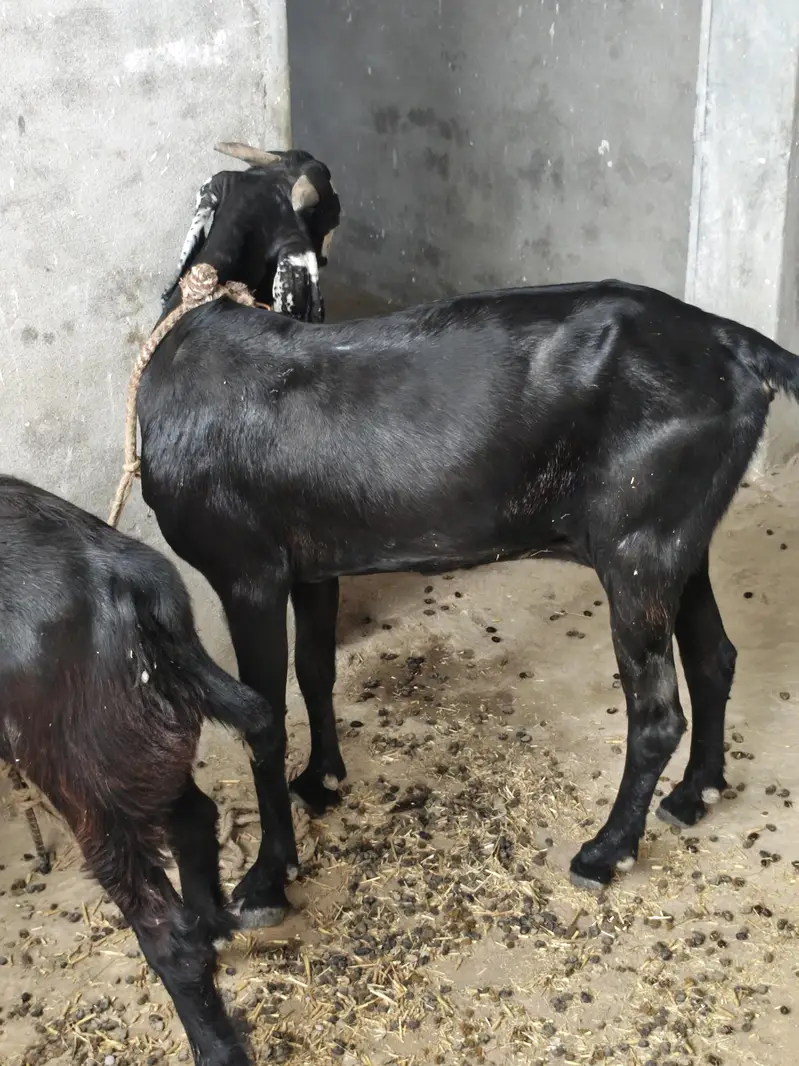 betal bakri ded month pregnat achi nasal ki location pso pamp kallar — photo 5