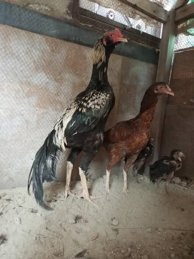 pure Jawa aseel rooster