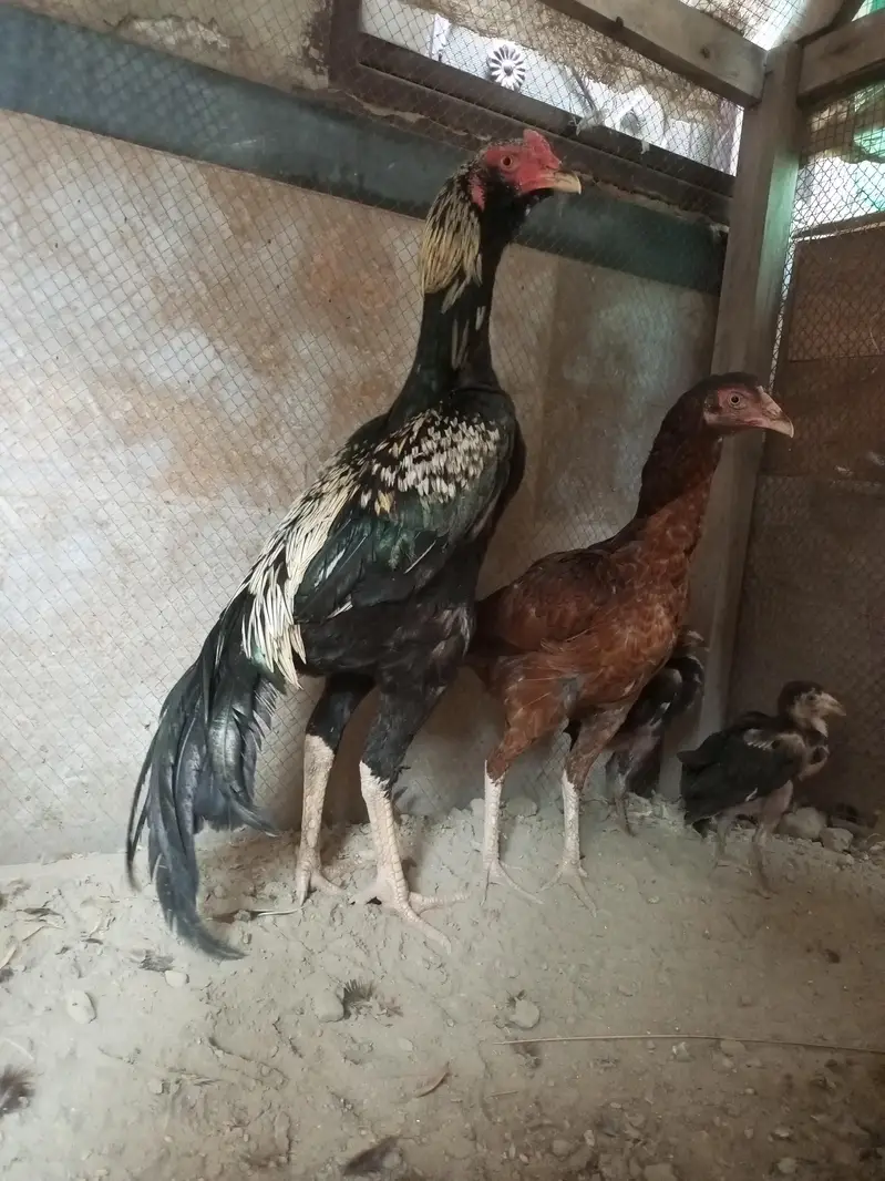 pure Jawa aseel rooster