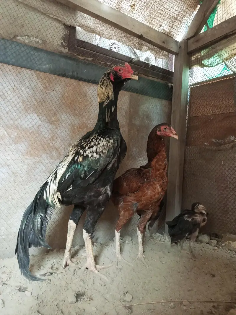 pure Jawa aseel rooster — photo 2