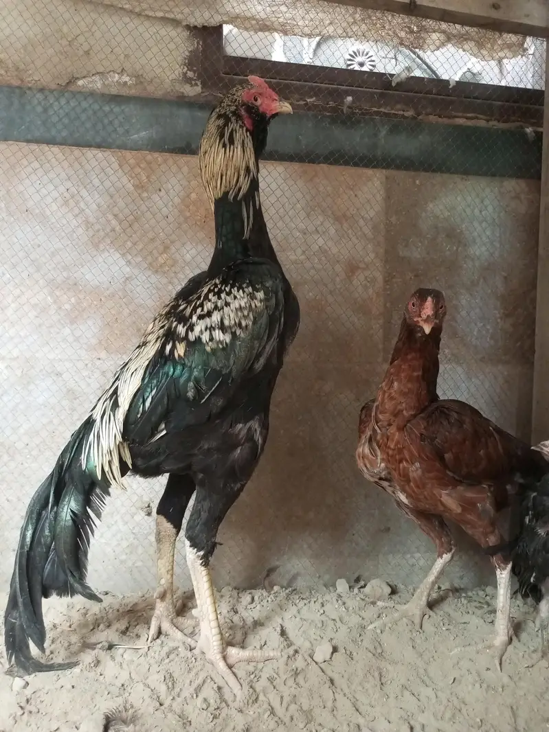 pure Jawa aseel rooster — photo 3