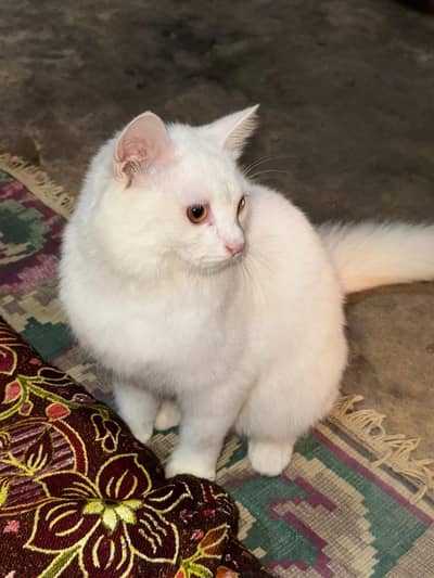 cat for sale