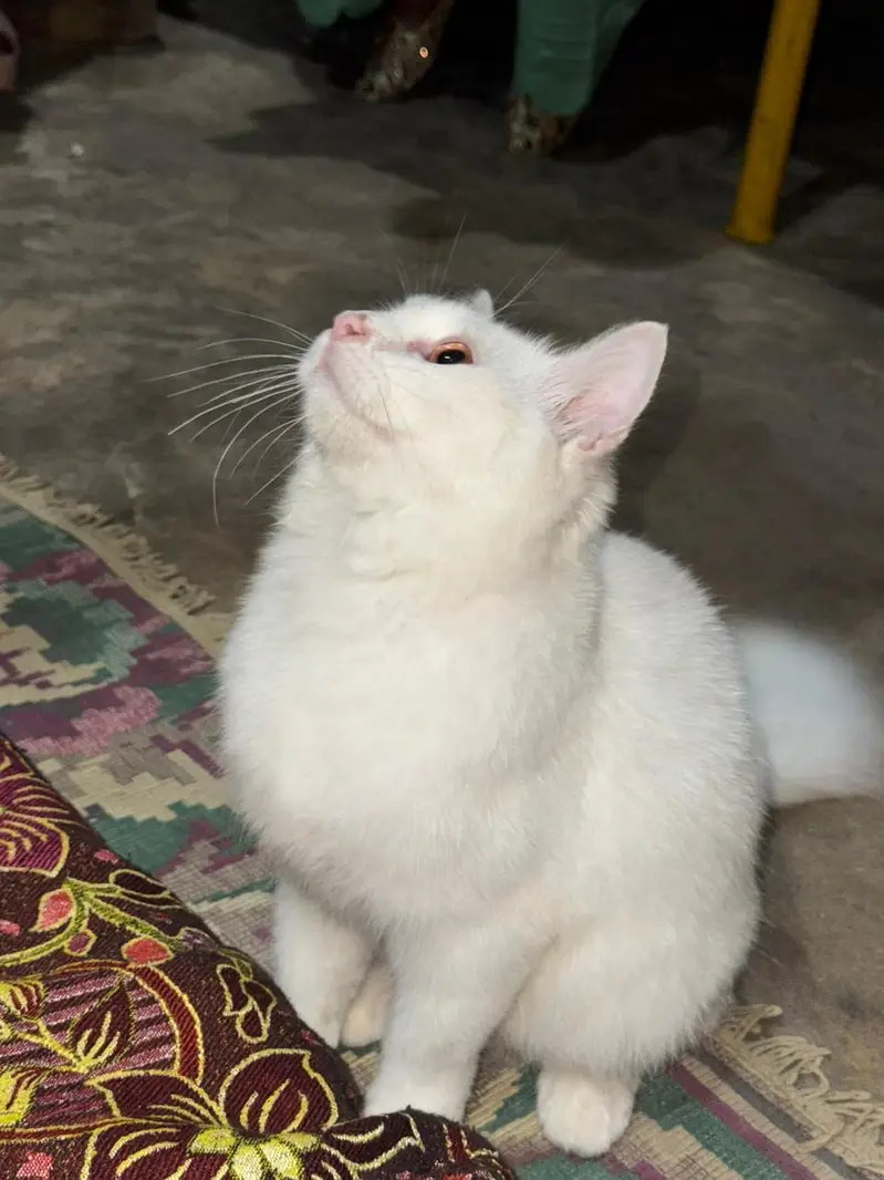 cat for sale — photo 2
