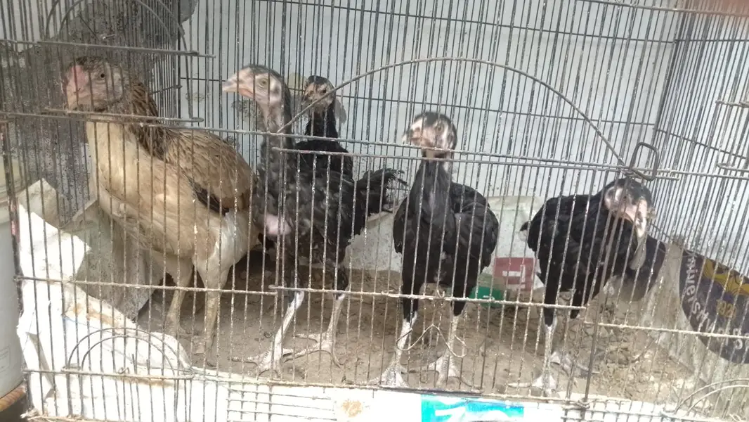 Black colour — photo 2