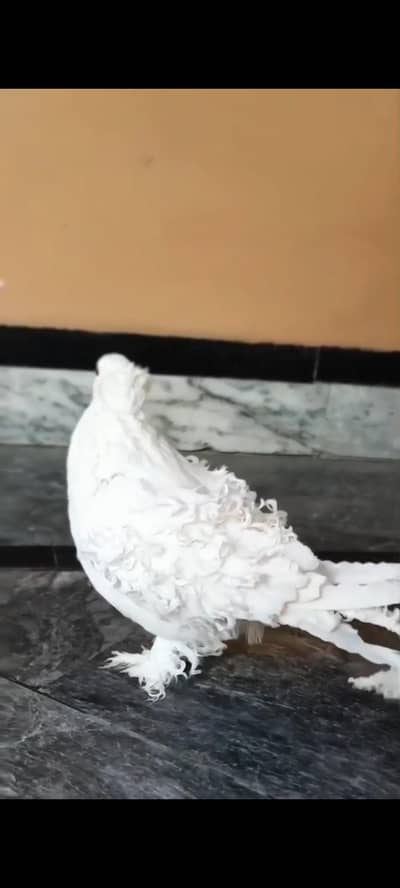 American fantail,frill back, germon sherazi, black Mukhi breader pair