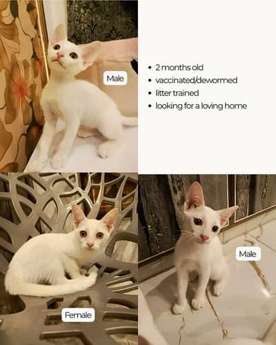 Adorable Kittens for Adoption