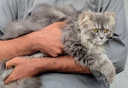 Triple coated Male Persian cat