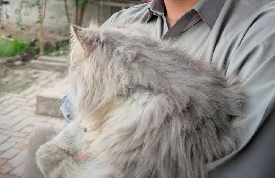 Triple coated Male Persian cat — photo 3