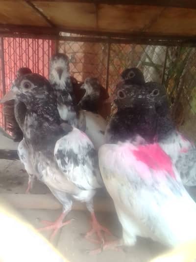 Tady kabotar For Sale