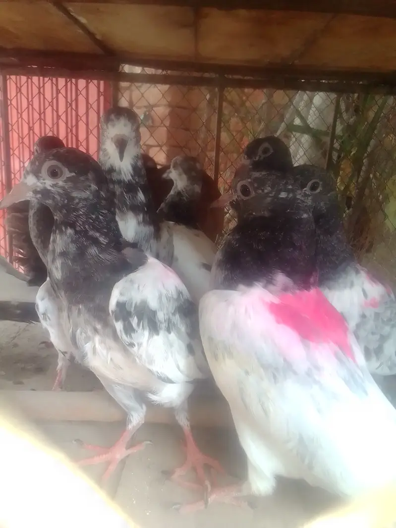 Tady kabotar For Sale