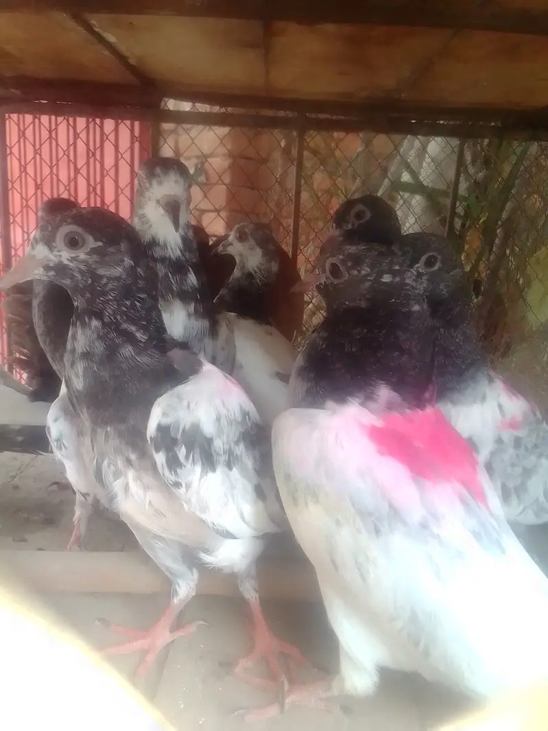 Tady kabotar For Sale — photo 2