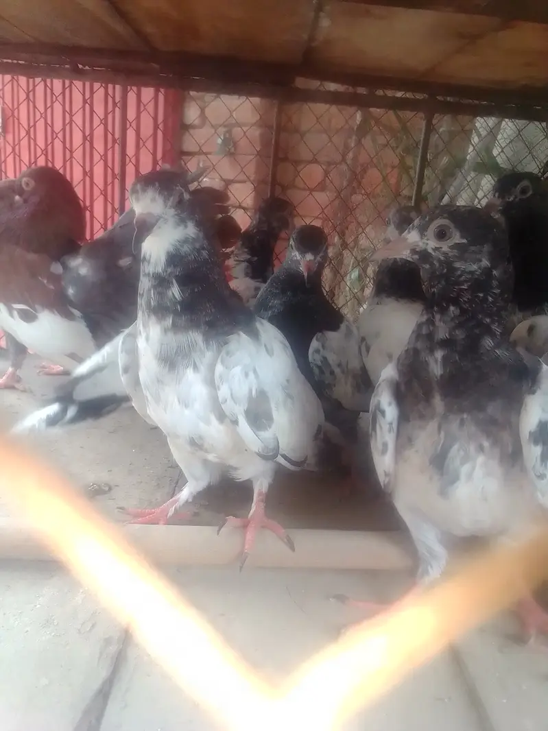 Tady kabotar For Sale — photo 3