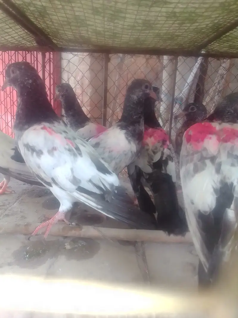 Tady kabotar For Sale — photo 4