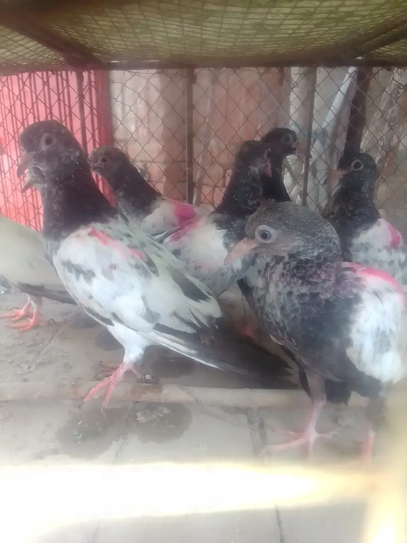 Tady kabotar For Sale — photo 6