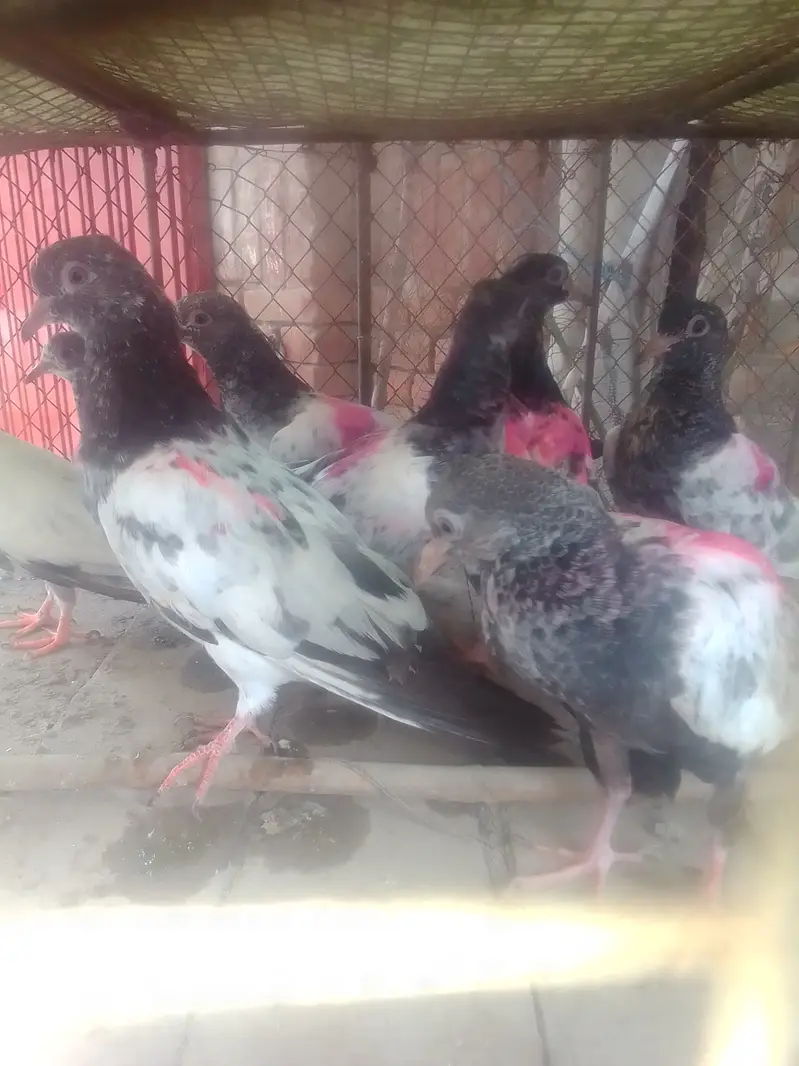 Tady kabotar For Sale — photo 7