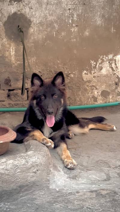 German shepherd puppy avalible