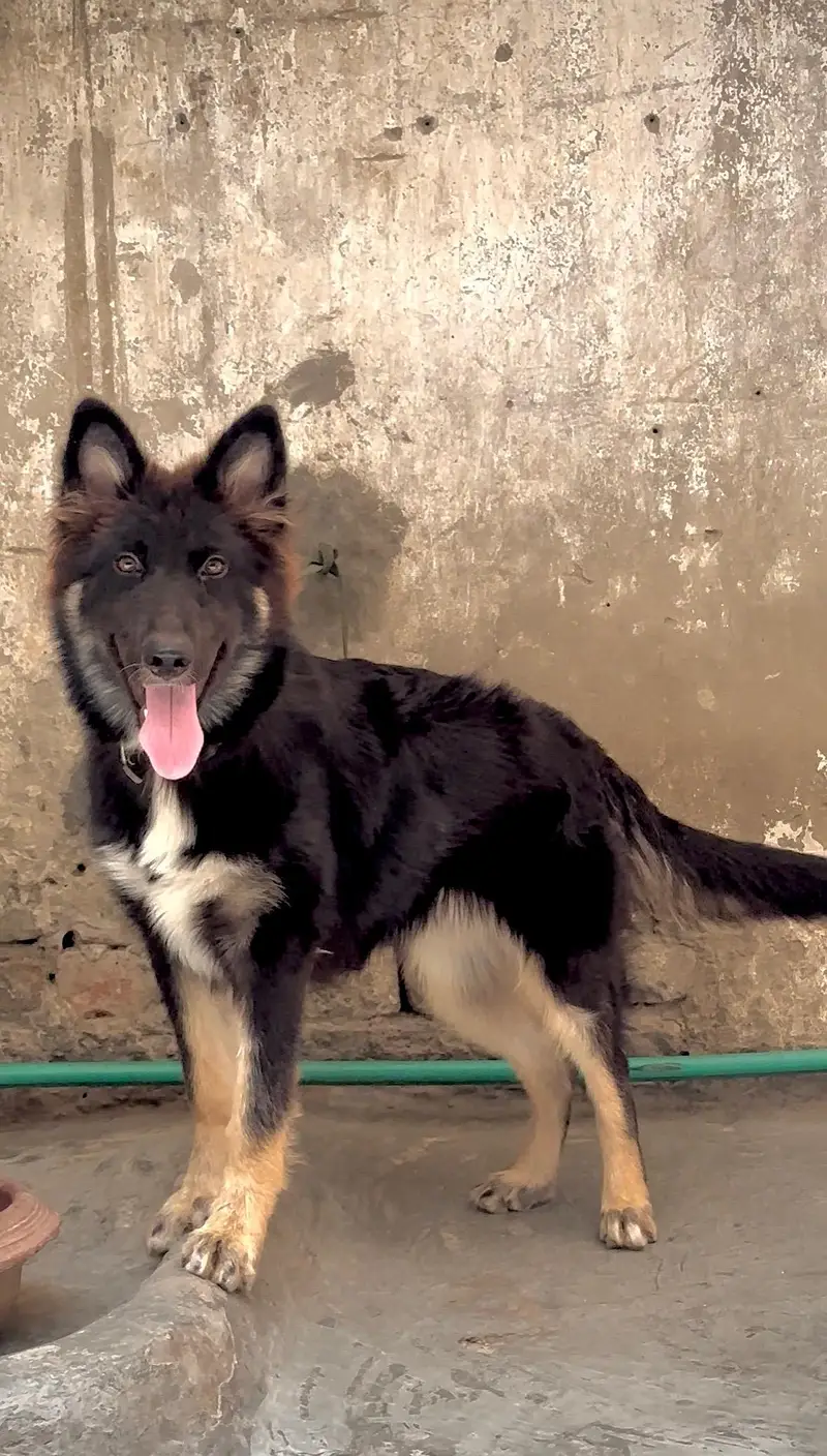 German shepherd puppy avalible — photo 2