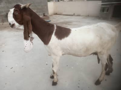 Breeder and pregnant Goat for sale