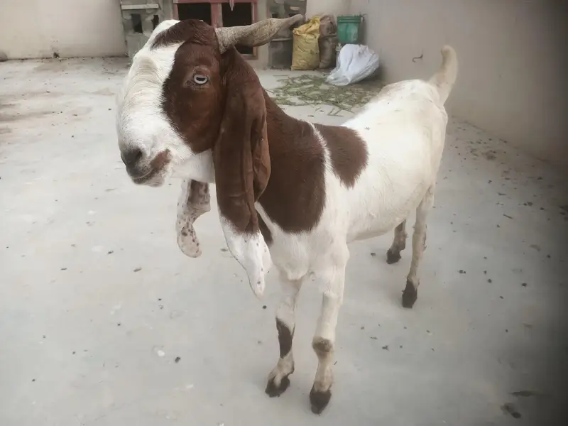 Breeder and pregnant Goat for sale — photo 2