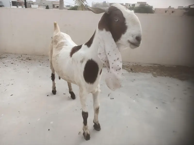 Breeder and pregnant Goat for sale — photo 3