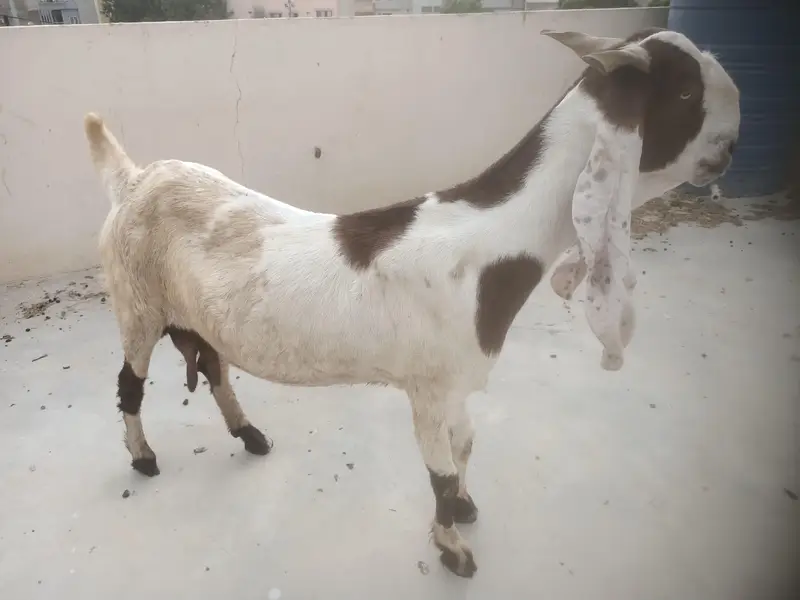 Breeder and pregnant Goat for sale — photo 4