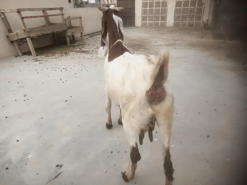 Breeder and pregnant Goat for sale — photo 5