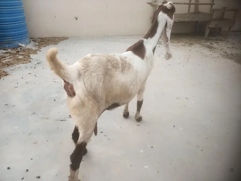Breeder and pregnant Goat for sale — photo 6