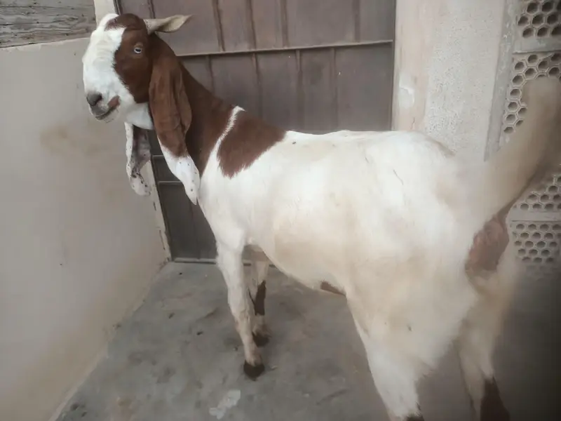 Breeder and pregnant Goat for sale — photo 7