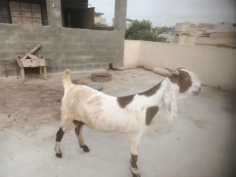 Breeder and pregnant Goat for sale — photo 8