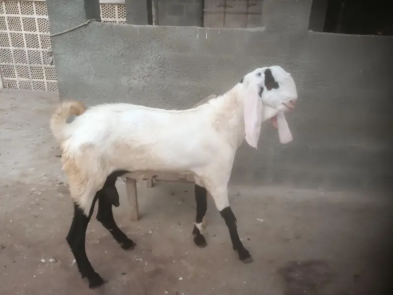 Breeder and pregnant Goat for sale — photo 9