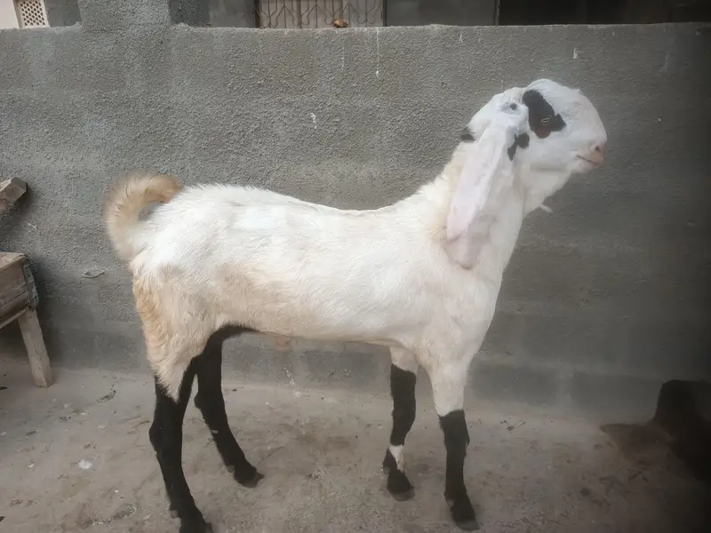 Breeder and pregnant Goat for sale — photo 10