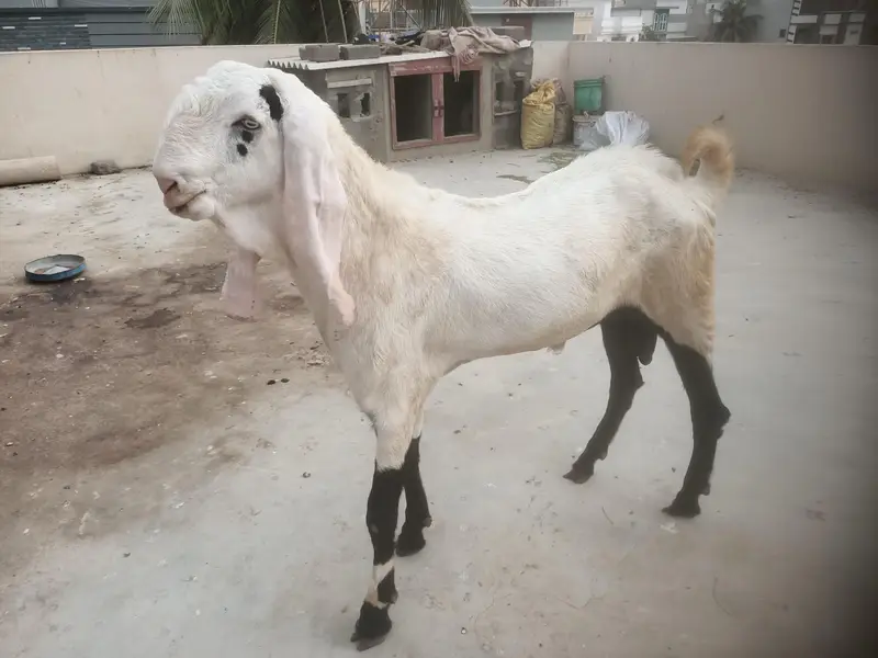 Breeder and pregnant Goat for sale — photo 11