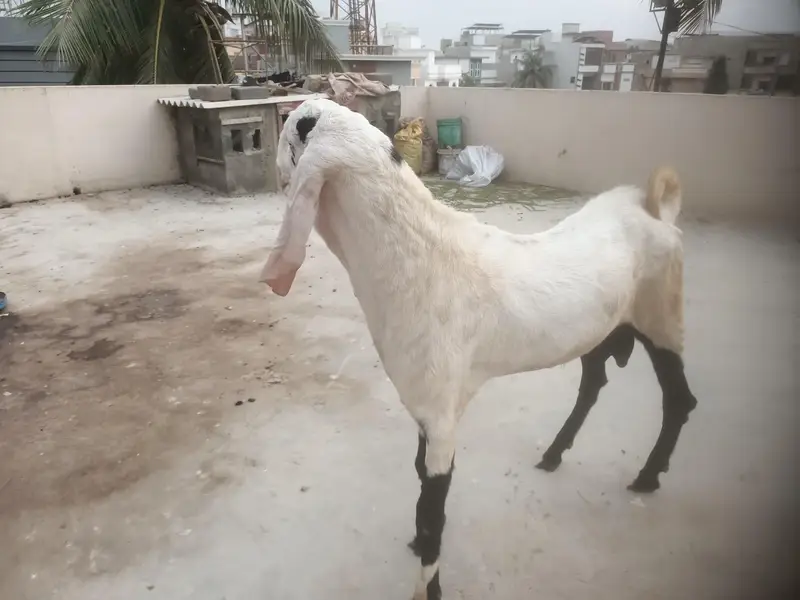 Breeder and pregnant Goat for sale — photo 12