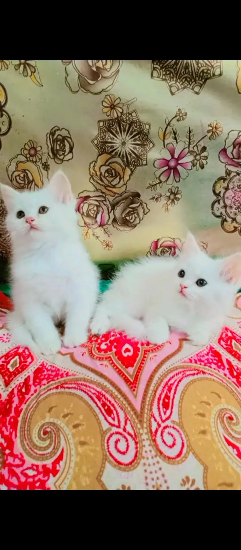 Pair of parsion kittens male or female pure white in color — photo 2