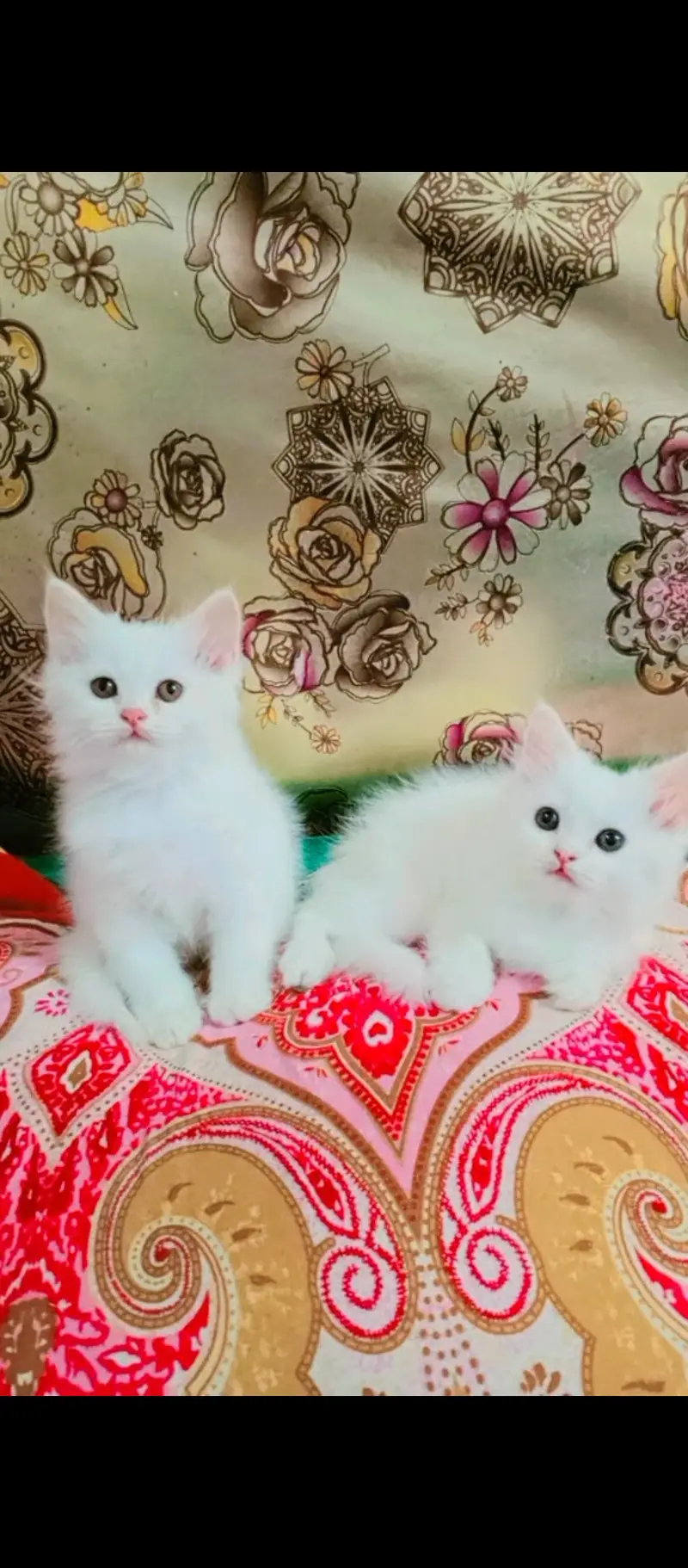 Pair of parsion kittens male or female pure white in color — photo 3