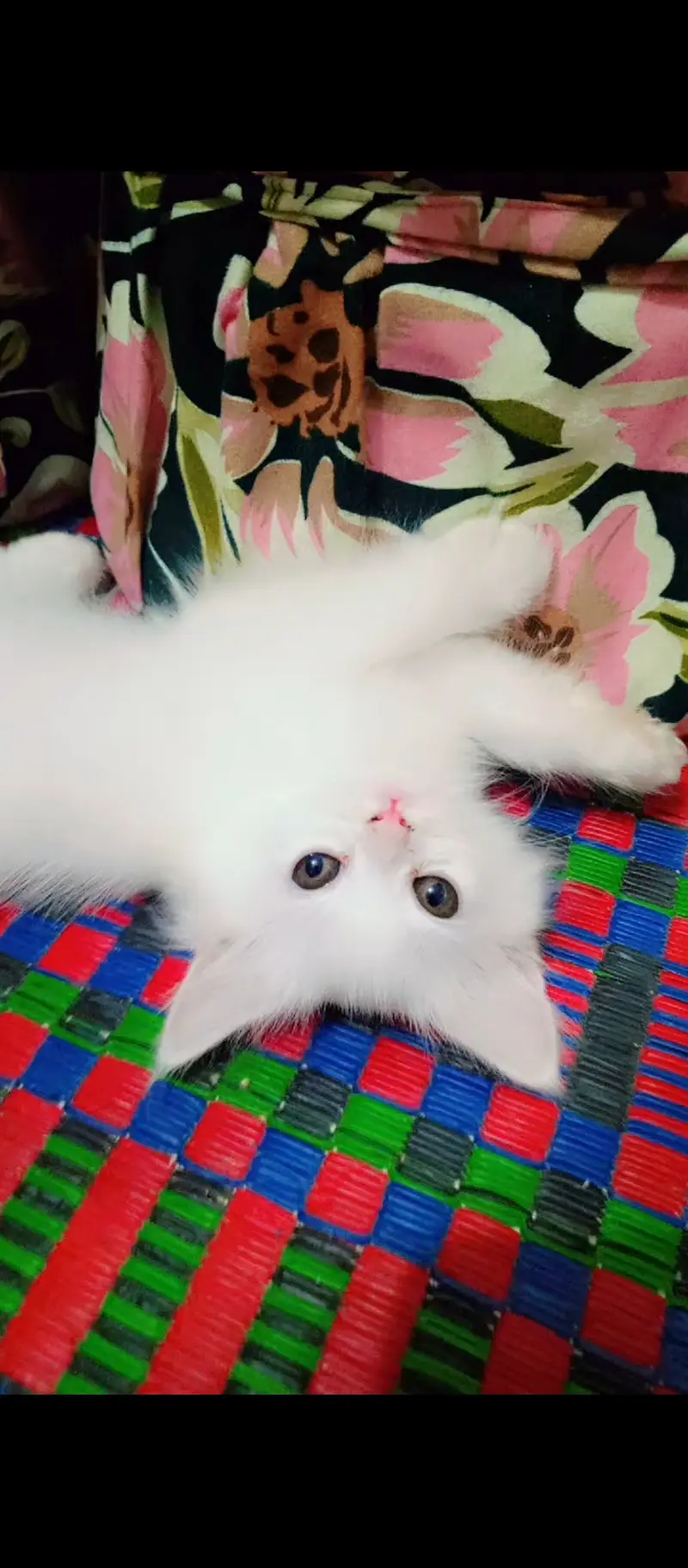Pair of parsion kittens male or female pure white in color — photo 5