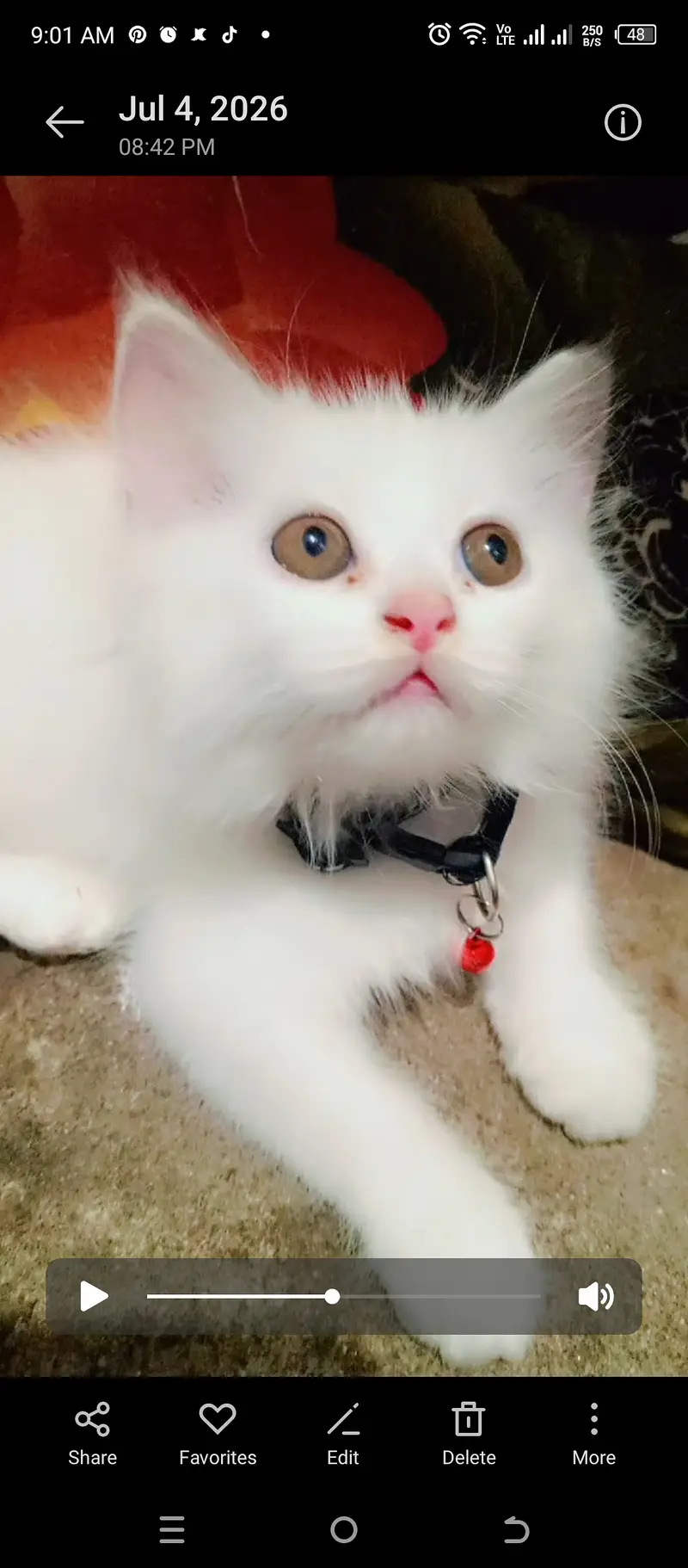 Pair of parsion kittens male or female pure white in color — photo 6