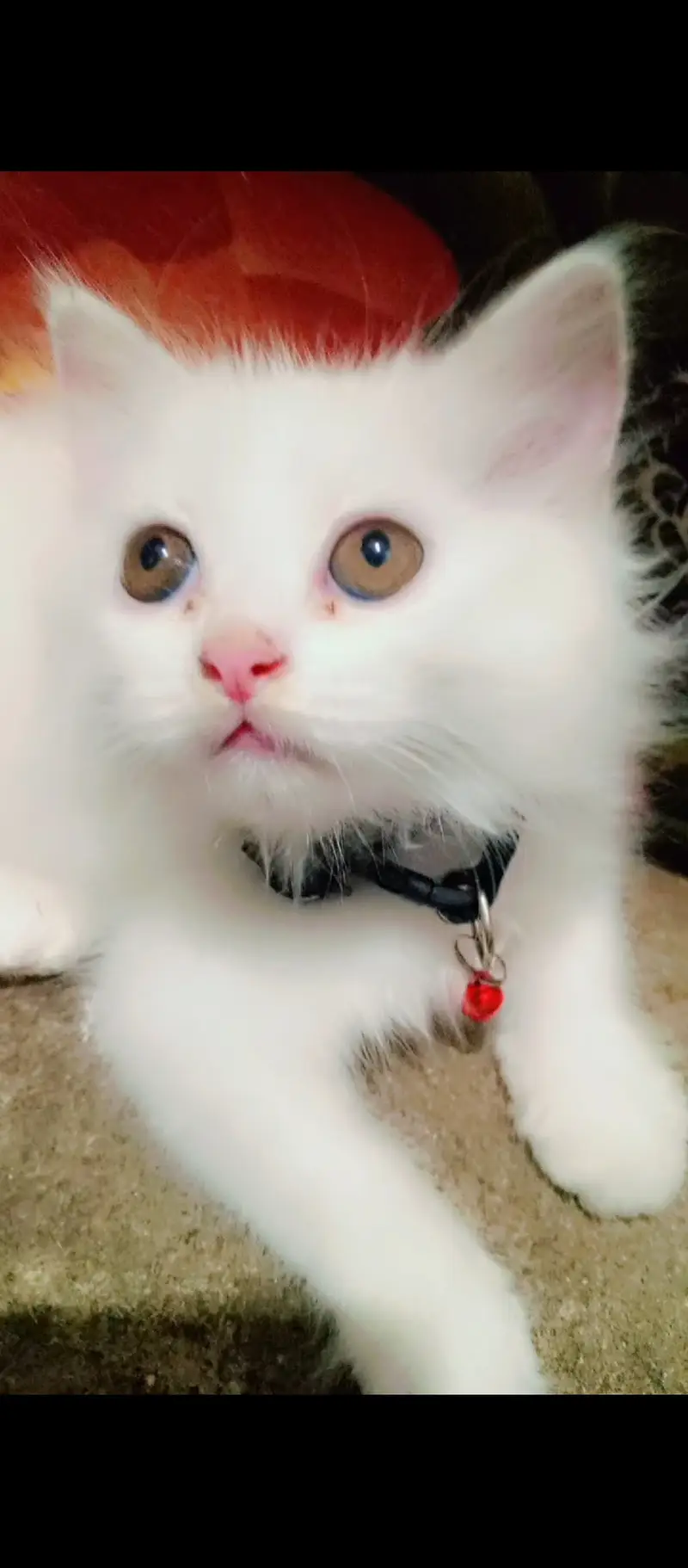 Pair of parsion kittens male or female pure white in color — photo 7