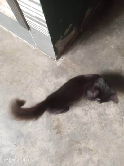 urgent sale