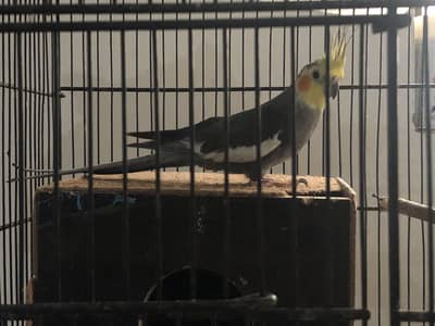 Cockatiel