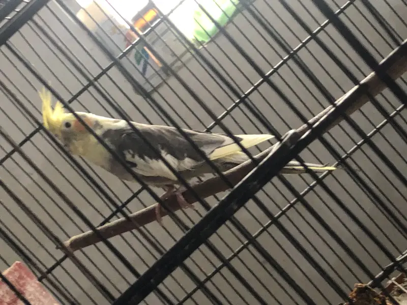 Cockatiel — photo 2