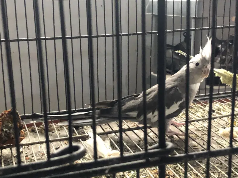 Cockatiel — photo 3