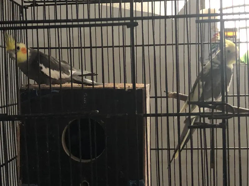 Cockatiel — photo 4