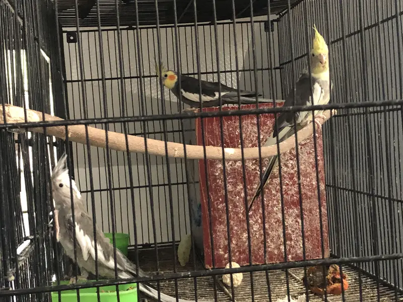 Cockatiel — photo 5